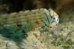 Pipefish at Moalboal with my Olympus C 7070 by Taco Cheung 